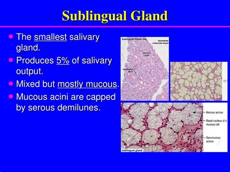 Ppt Salivary Glands Powerpoint Presentation Free Download Id9293051