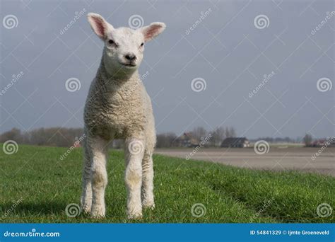 White Lamb Standing On Green Stock Image Image Of Calling
