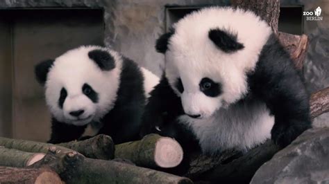 Berlin Zoo Presents Twin Panda Cubs To The Public For The First Time