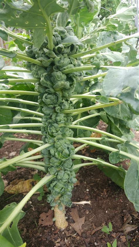 My First Crack At Growing Brussel Sprouts And Im In Awe