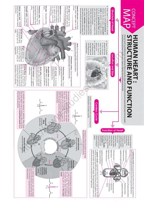 Neet Biology Human Heart Concept Map
