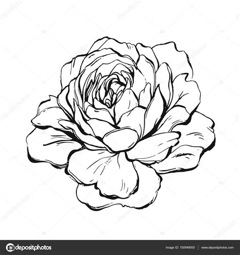 Peony Outline Drawing At Explore Collection Of