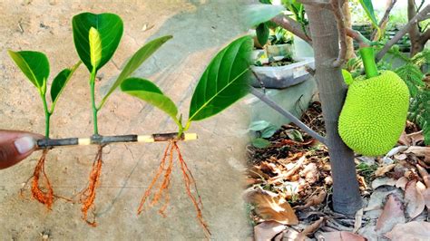 How To Grow Jackfruit Tree Grows Fast With Aloe Vera 100 Success Very