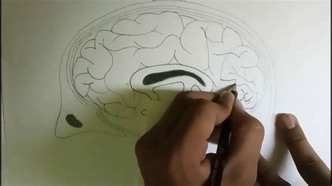 How To Draw Human Brain Diagram For Beginners Youtube