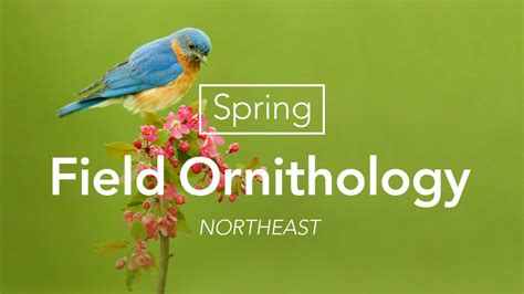 Spring Field Ornithology—northeast Bird Academy • The Cornell Lab