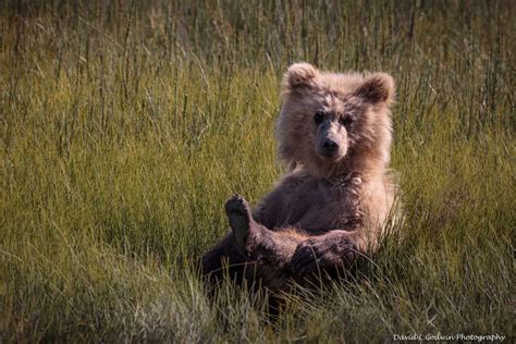 The Cute Cubs Photographing Grizzly Bears Part 4 David L Godwin