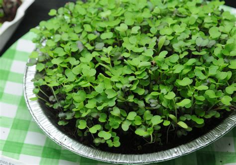 How To Grow Microgreens From Seed Gardeners Supply