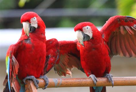 Scarlet Macaw Guide Ara Macao Birding Insider