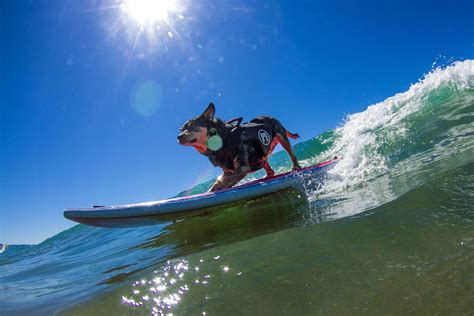 Where To See Dogs Surf And How To Get Your Pet Surfing Too