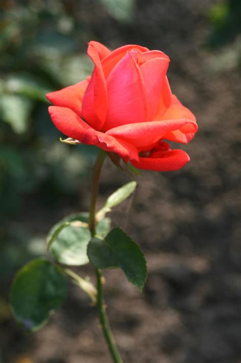 Little Red Rose By Nexu4 On Deviantart