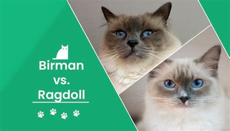 The Differences Between Birman And Ragdoll Cats Catsinfo