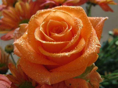 Orange Rose Pictures For Wallpaper Flowers For Flower Lovers Orange
