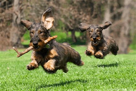 Wire Haired Dachshunds History Health Temperament And Fun Facts