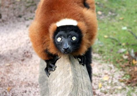 Lemurs The Ghostly Primate Ucl Researchers In Museums