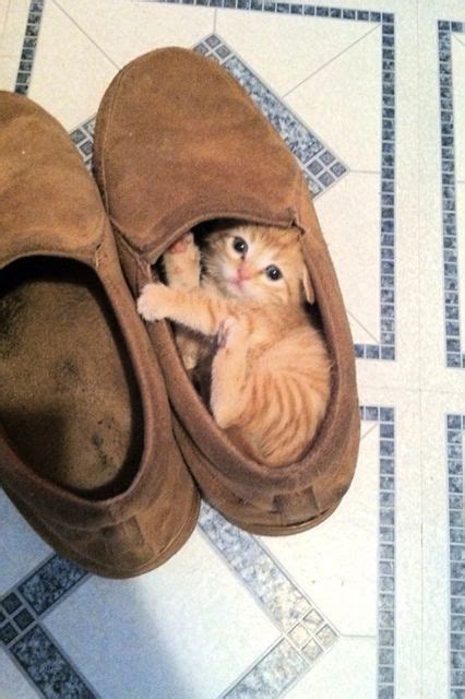 17 Pets Who Have A Serious Shoe Obsession Cute Cats Cats And Kittens