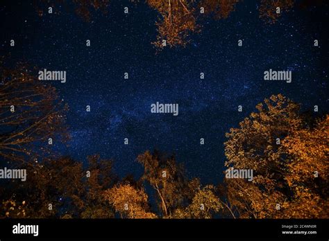 Dark Blue Night Starry Sky Above The Mystery Autumn Forest With Orange