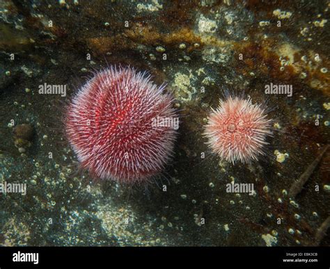 Edible Sea Urchin Common Sea Urchin Echinus Esculentus Norway