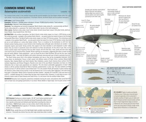 Field Guide To Whales Dolphins And Porpoises Nhbs Field Guides
