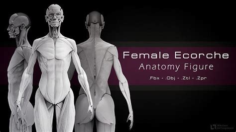 Female Ecorche Anatomy Study 3D Model CGTrader