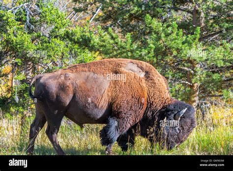 American Bison In A Forest In Yellowstone National Park Stock Photo Alamy
