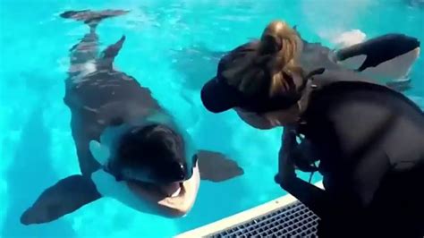 30 Year Old Orca Dies At Seaworld Orlando Youtube