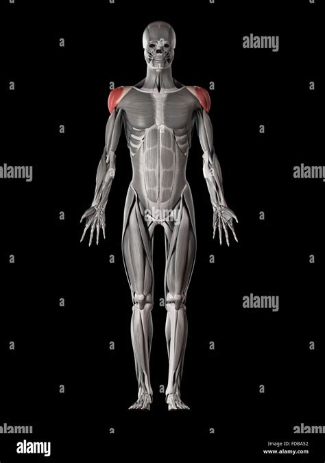 Human Shoulder Deltoid Muscles Illustration Stock Photo Alamy