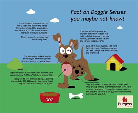 Dog Facts Dog Facts Pet Care Puppy Training
