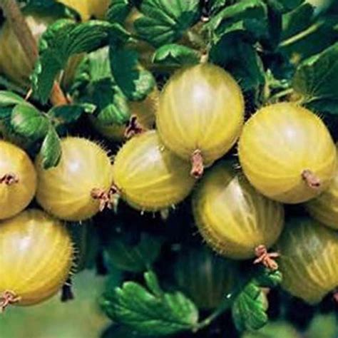 Hinnonmaki Yellow Gooseberry Bush Gooseberry Plants For Sale