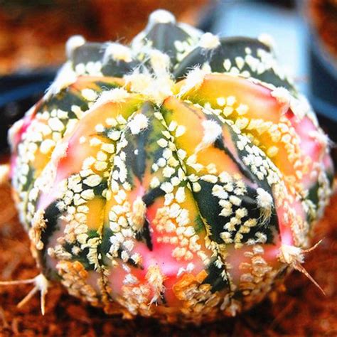 100 Pcs Bag Real Mini Succulent Cactus Bonsai Rare Perennial Herb Pot