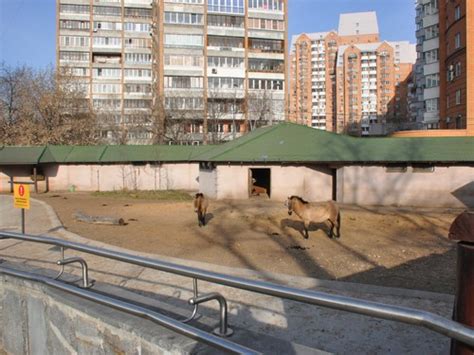 Przewalskis Wild Horse Exhibit In Moscow Zoo