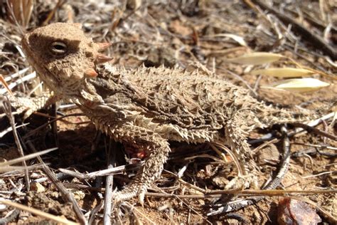 Desert Horned Lizard Facts And Pictures Reptile Fact