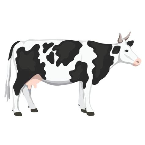 Mating Cows Drawing Illustrations Royalty Free Vector Graphics And Clip Art Istock