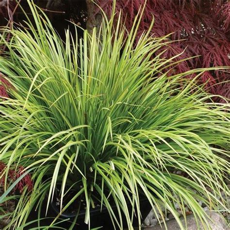 Acorus Golden Sweet Flag Ornamental Grass Our Plants Kaw Valley