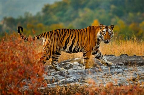 Tiger Guide Bbc Wildlife Magazine Discover Wildlife