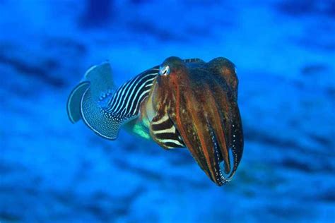 10 Examples Of Cephalopods Aquaviews Cephalopod Octopus Species