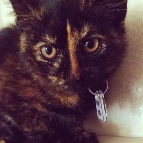 Adopted! This kitten is a 2 month old chunky bundle of joy! 2 Month