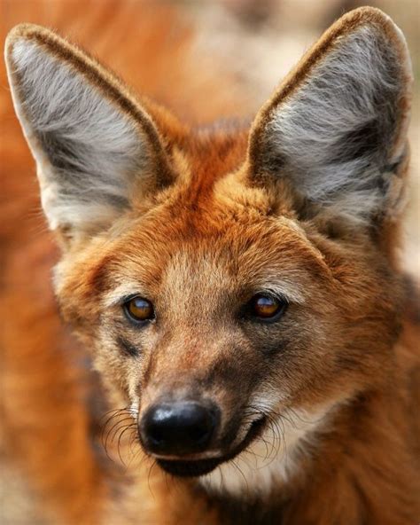 22 Best Animal With Big Ears Images On Pinterest Adorable Animals