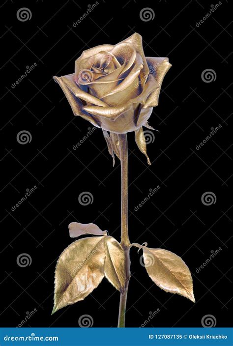 Golden Rose Isolated On Black Background Stock Image Image Of Card