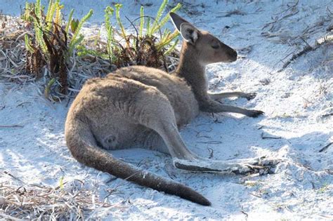 How Do Kangaroos Mate Lucky Kangaroos