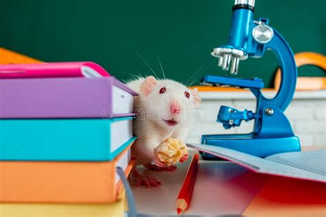 Laboratory Rat Funny White Rat Mouse In Classroom White Test Rat