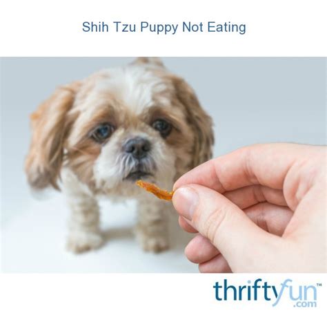 Shih Tzu Puppy Not Eating | ThriftyFun