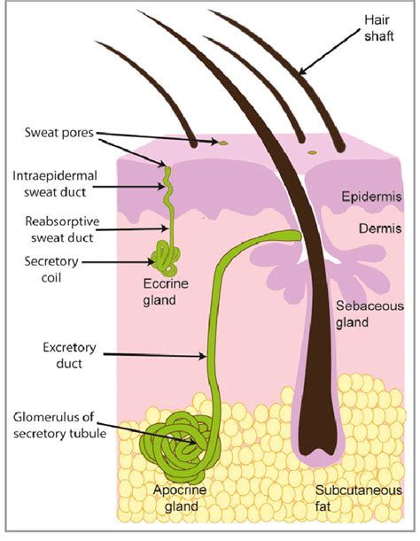 Ssweat Glands Release Water Which Is Used In What