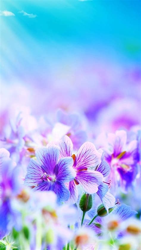 Purple Iphone 5s Wallpapers Free Iphone 6s Wallpapers Iphone 6s