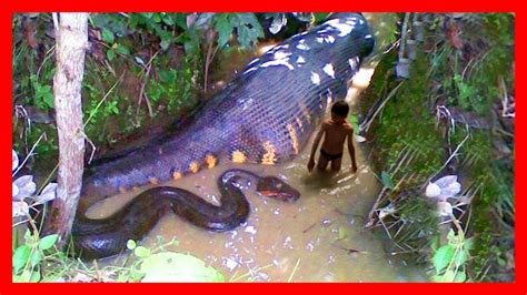 Serpientes Gigantes Las Serpientes Más Grandes Del Mundo Anaconda