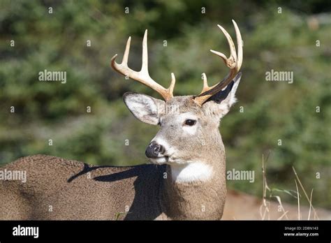 White Tailed Deer In Forest Stock Photo Alamy