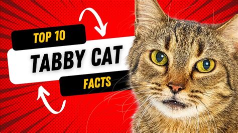 Tabby Cats 101 Top 10 Facts About Tabby Cats Youtube