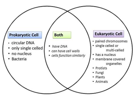 Check spelling or type a new query. Prokaryotic and Eukaryotic Cells Worksheet ...