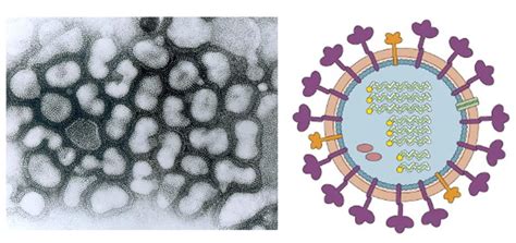 In the past, human pandemics caused by influenza a viruses had been occurring periodically. La gripe y sus virus (I) | Virus emergentes y cambio global