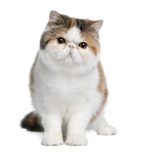 Exotic Shorthair Cat Breed Information And Pictures