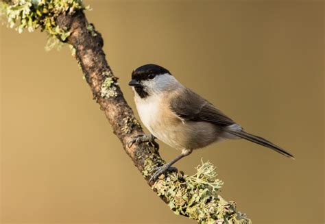Guide To Britains Tit Species How To Identify Song And Where To See